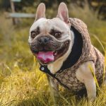frenchies community pawcci french bulldog vest